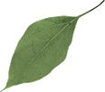 leaf01