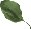 leaf02
