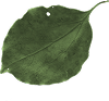 leaf03