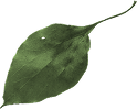 leaf04