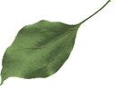 leaf05