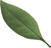 leaf06