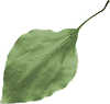 leaf07
