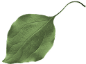 leaf08