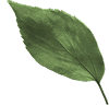 leaf09