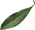 leaf10